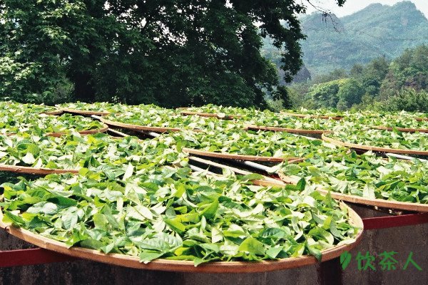 乌龙茶的制作工艺流程,乌龙茶是怎么制作的