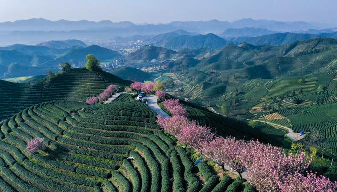 茶山樱花迎春开 万亩茶园迎客来