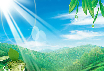 新县的绿色黄金--茶叶