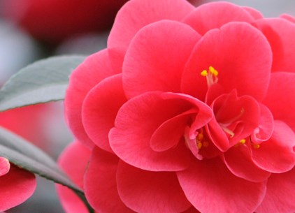 花中珍品山茶花