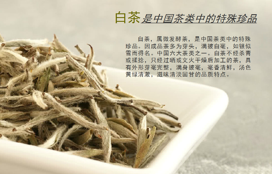 茶中珍品——白茶