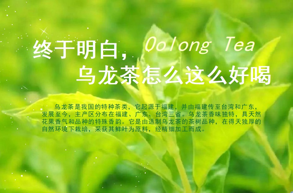 终于明白，乌龙茶怎么这么好喝