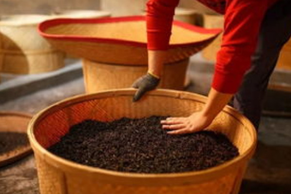 白茶制作工艺步骤,白茶的发酵程度是多少