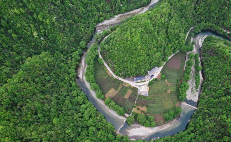 甘肃康县：茶香悠悠