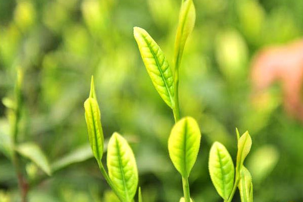 白茶制作工艺步骤,白茶的发酵程度是多少