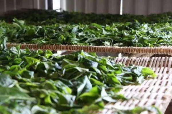 白茶制作工艺步骤,白茶的发酵程度是多少